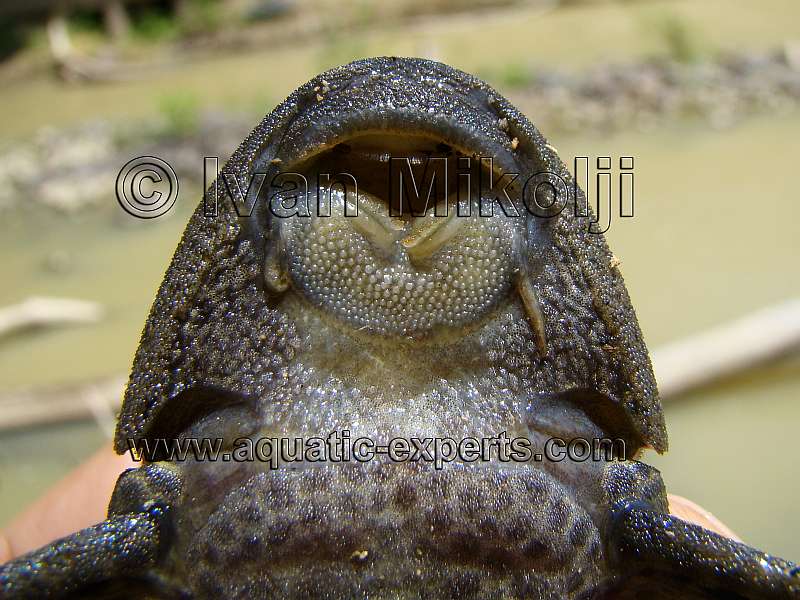 strange plecos